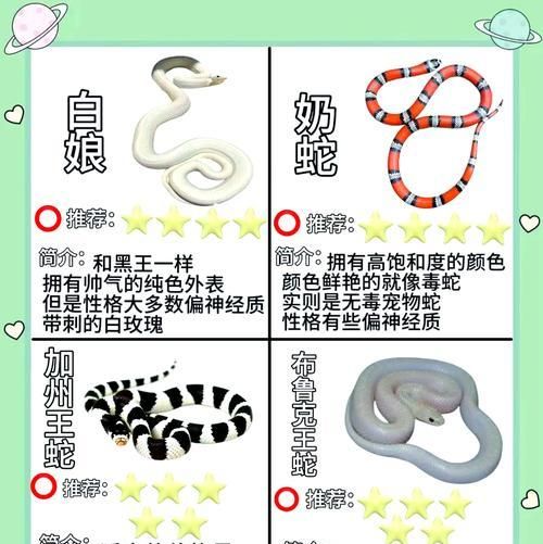 宠物蛇饲养的注意事项（正确喂食频率与避免触碰的重要性）
