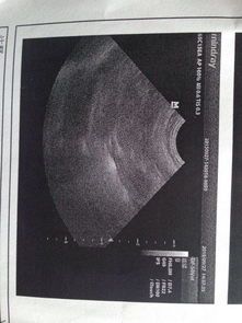 宠物子宫蓄脓怎么办?药物治疗攻略来了!
