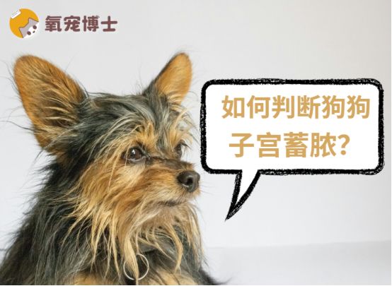 如何判断狗狗子宫蓄脓？