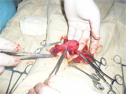 宠物子宫蓄脓：如何预防和治疗？宠物健康护理必备指南