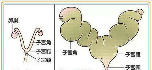 宠物子宫蓄脓：如何预防和治疗？宠物健康护理必备指南