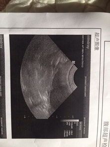 宠物子宫蓄脓：如何预防和治疗？宠物健康护理必备指南