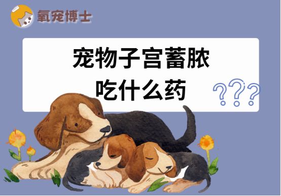 宠物子宫蓄脓吃什么药