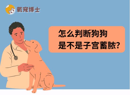 怎么判断狗狗是不是子宫蓄脓？