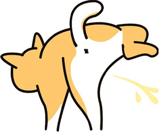 狗狗子宫蓄脓的症状