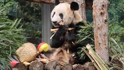 丫丫高难度叼笋笋