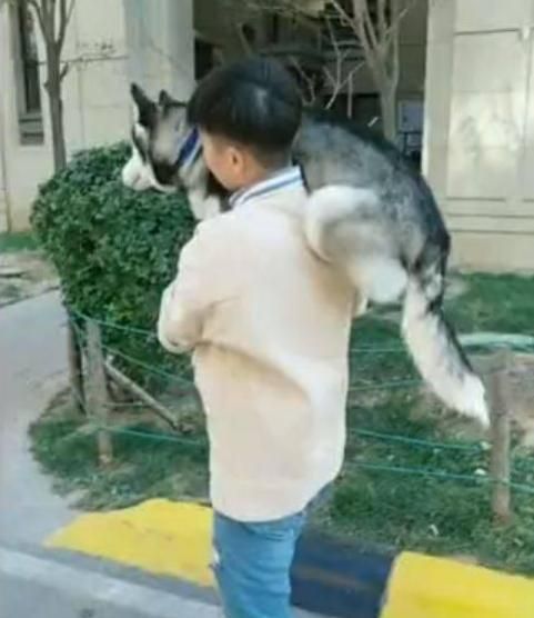 二哈：嗨，萨摩兄，你也被扛上了？
