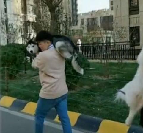 二哈：嗨，萨摩兄，你也被扛上了？