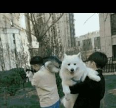 二哈：嗨，萨摩兄，你也被扛上了？
