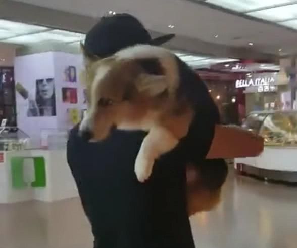 小伙扛着柯基犬逛商场，像对父子，网友：请不要带狗进公共场合！