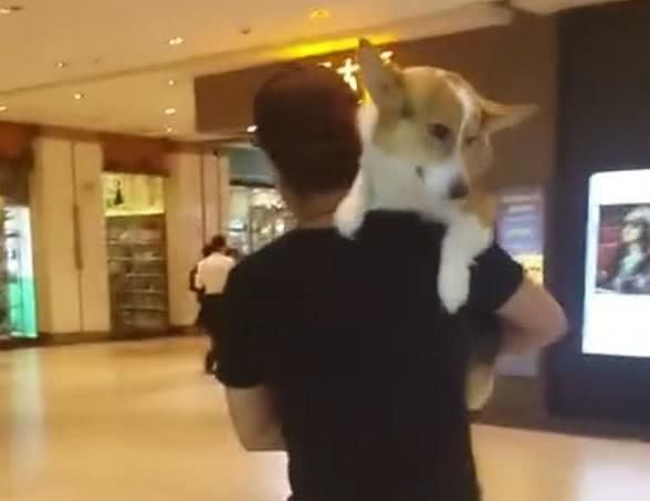 小伙扛着柯基犬逛商场，像对父子，网友：请不要带狗进公共场合！