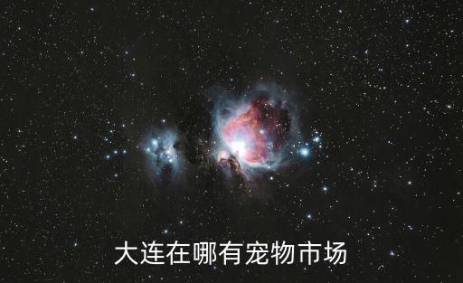 大连在哪有宠物市场