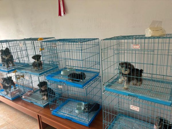 广州名犬养殖基地：广州名犬俱乐部