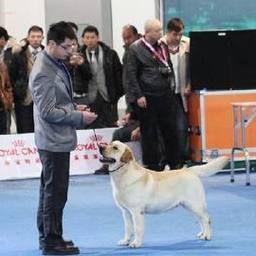 广州名犬养殖基地：广州名犬俱乐部