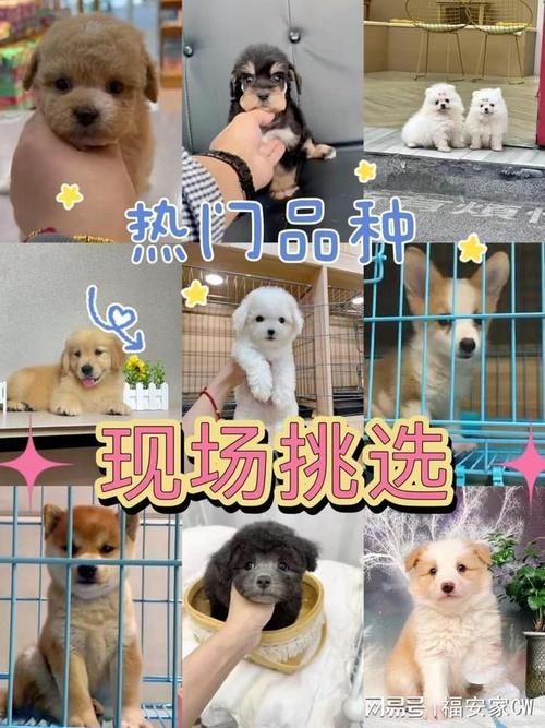 绵阳哪里有卖宠物狗的-绵阳买宠物市场在哪里