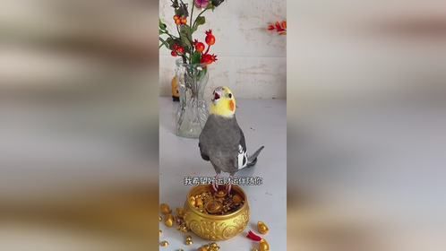 宠物小精灵治愈萌宠