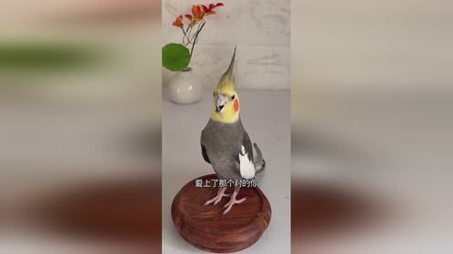 会唱歌的鸟 可惜我们太晚才相遇，想要联系不敢打扰你