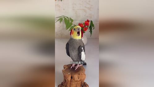 小动物能有多治愈