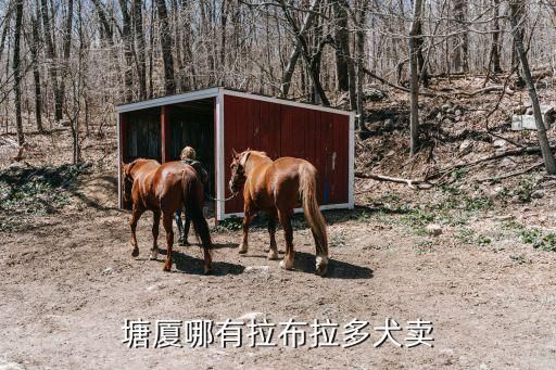塘厦哪有拉布拉多犬卖