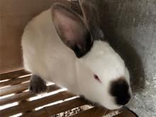 东莞塘厦公羊兔活体 成年公羊兔 养殖公羊兔肉兔 厂家供应