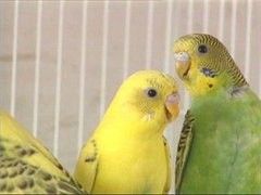 出售观赏鸟 种类多 专业繁殖 健康保障 诚实守信 靠谱平价