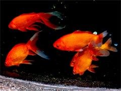 清溪兴发水族广场路77号