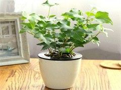 低价出池09年南石，1配2.5均2.3斤