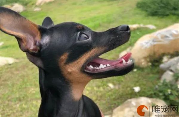 小鹿犬一生只认一个主人吗 怎样才算认主了