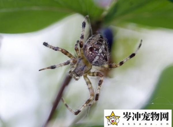 宠物蜘蛛会认主人吗？蜘蛛会记住人的气味吗？