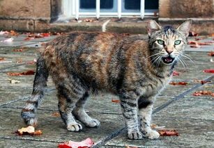 猫咪剃毛后还要洗澡吗？费用是多少？
