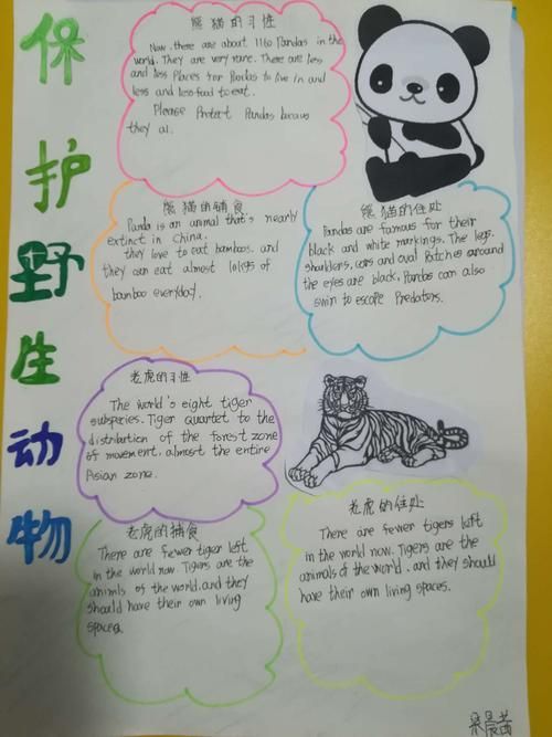 人民路小学六8班保护动物英语海报手抄报展
