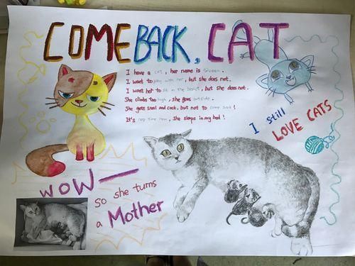 关爱流浪猫狗的手抄报 关爱手抄报