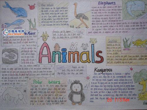 有关动物的英语手抄报-animals