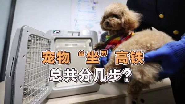 宠物坐高铁总共分几步 ?记者探访