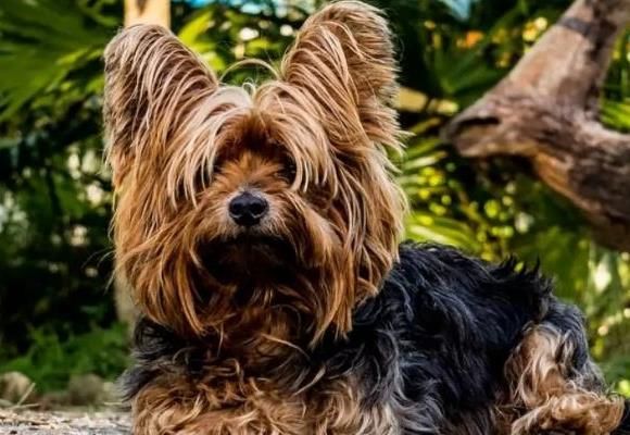 约克夏梗犬 1.3公斤-3.2公斤