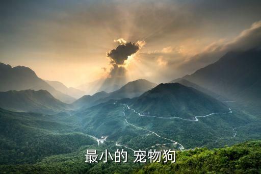 最小的 宠物狗