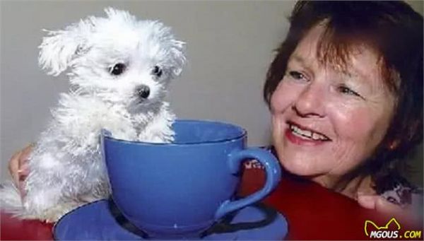 世界上最小的狗狗，居然是这个品种！