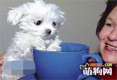世界上最小狗，别看它小，凶得很！