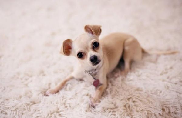 小狗 吉娃娃 小型犬