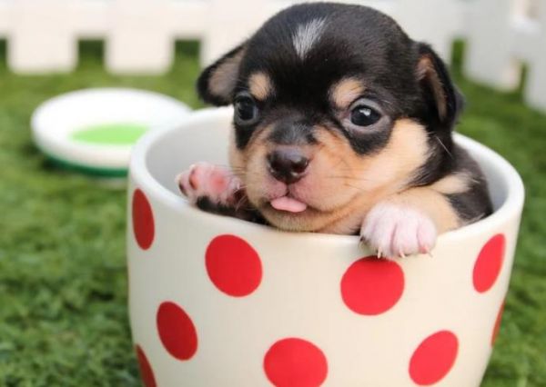 宠物狗，茶杯犬