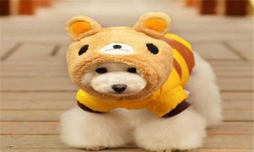 世上最小的狗1毫米？世界上真的有这么小的狗吗