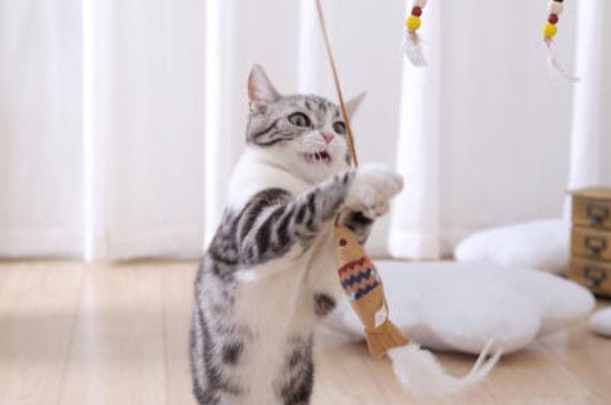 猫玩逗猫棒多久会累