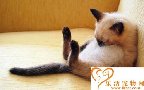 猫为什么喜欢逗猫棒 怎么用逗猫棒逗猫咪