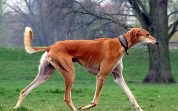 东非猎犬