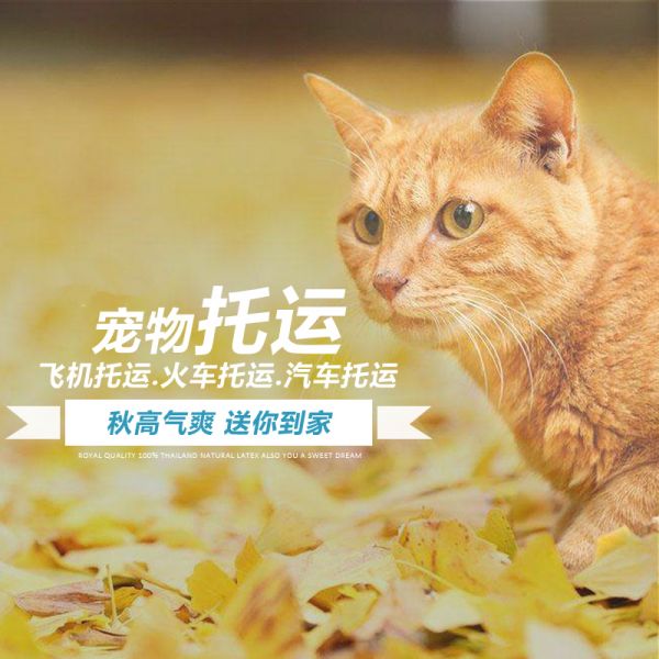 铜梁 猫咪托运 托运运输