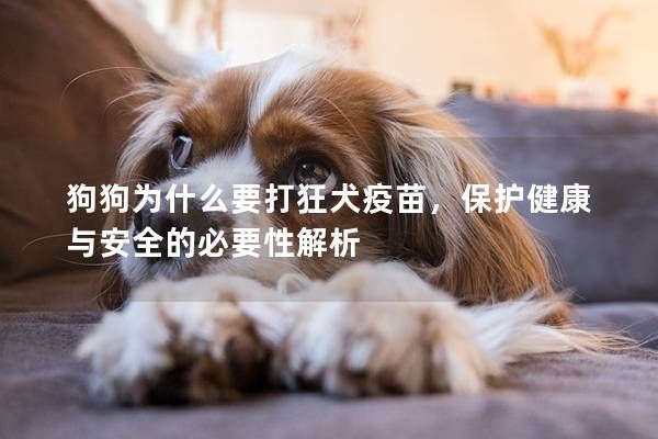 狗狗为什么要打狂犬疫苗，保护健康与安全的必要性解析