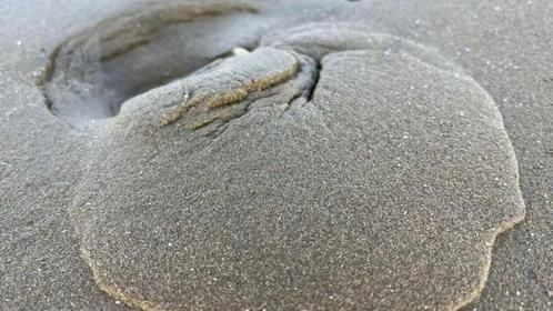 入秋海货们都长大了，小倪赶海掏窝猫眼螺，却被猫眼螺刮伤手指