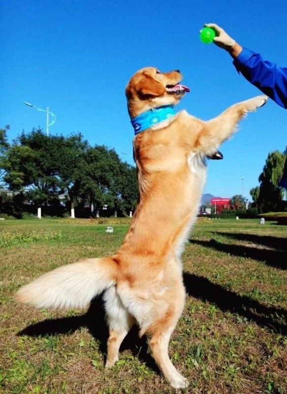 重庆丰都宠物训练寄养学校 你身边的训犬专家 上门接送