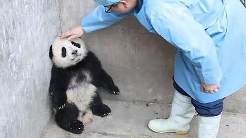 熊猫宝宝在墙角生闷气，饲养员前去安慰，接下来请忍住别笑！