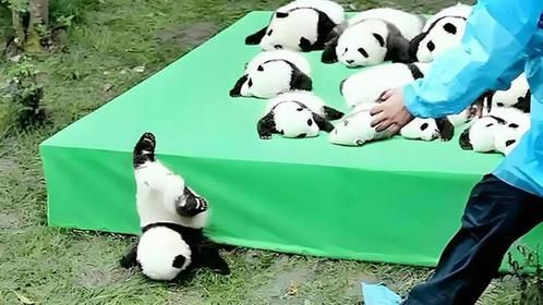 大熊猫摔了一跤成网红，饲养员却被全网讨伐，网友：看着就痛